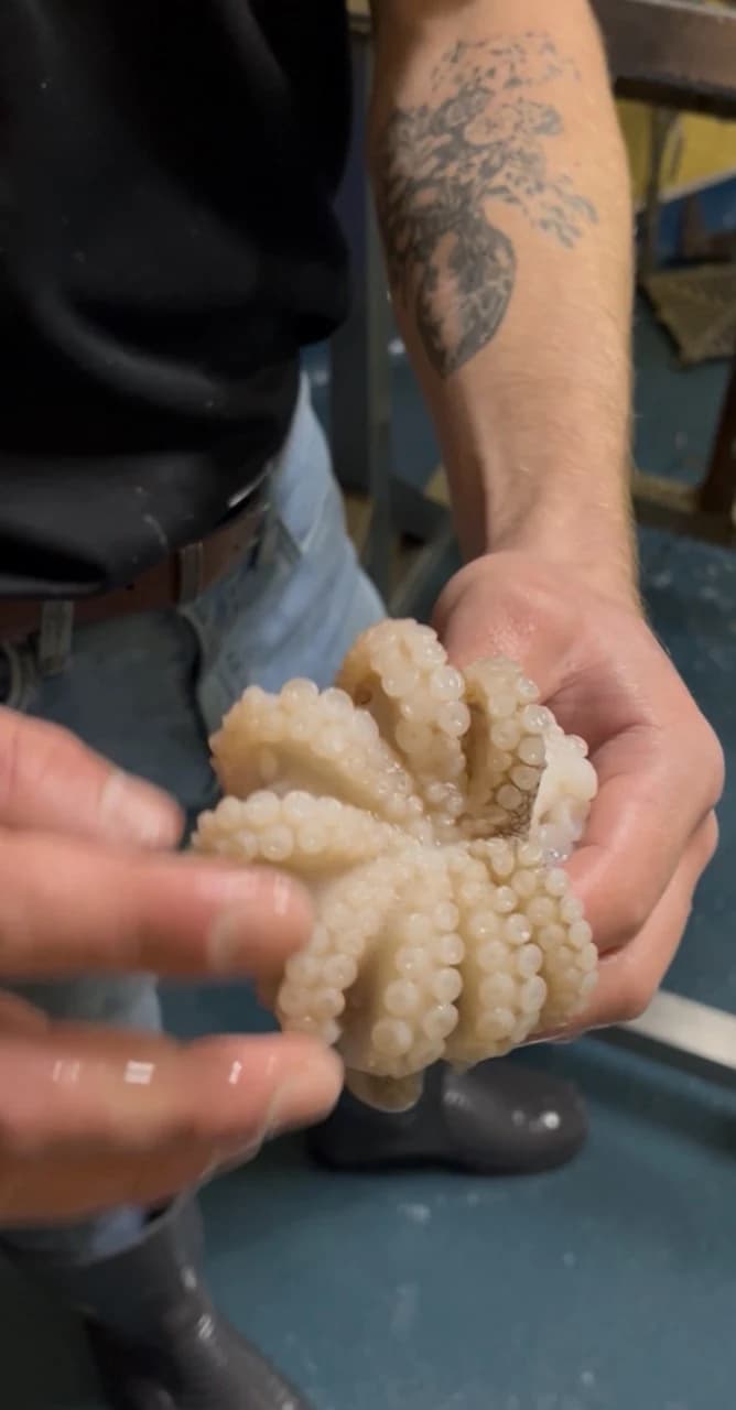 How to Clean Octopus (Step-by-Step with Video)