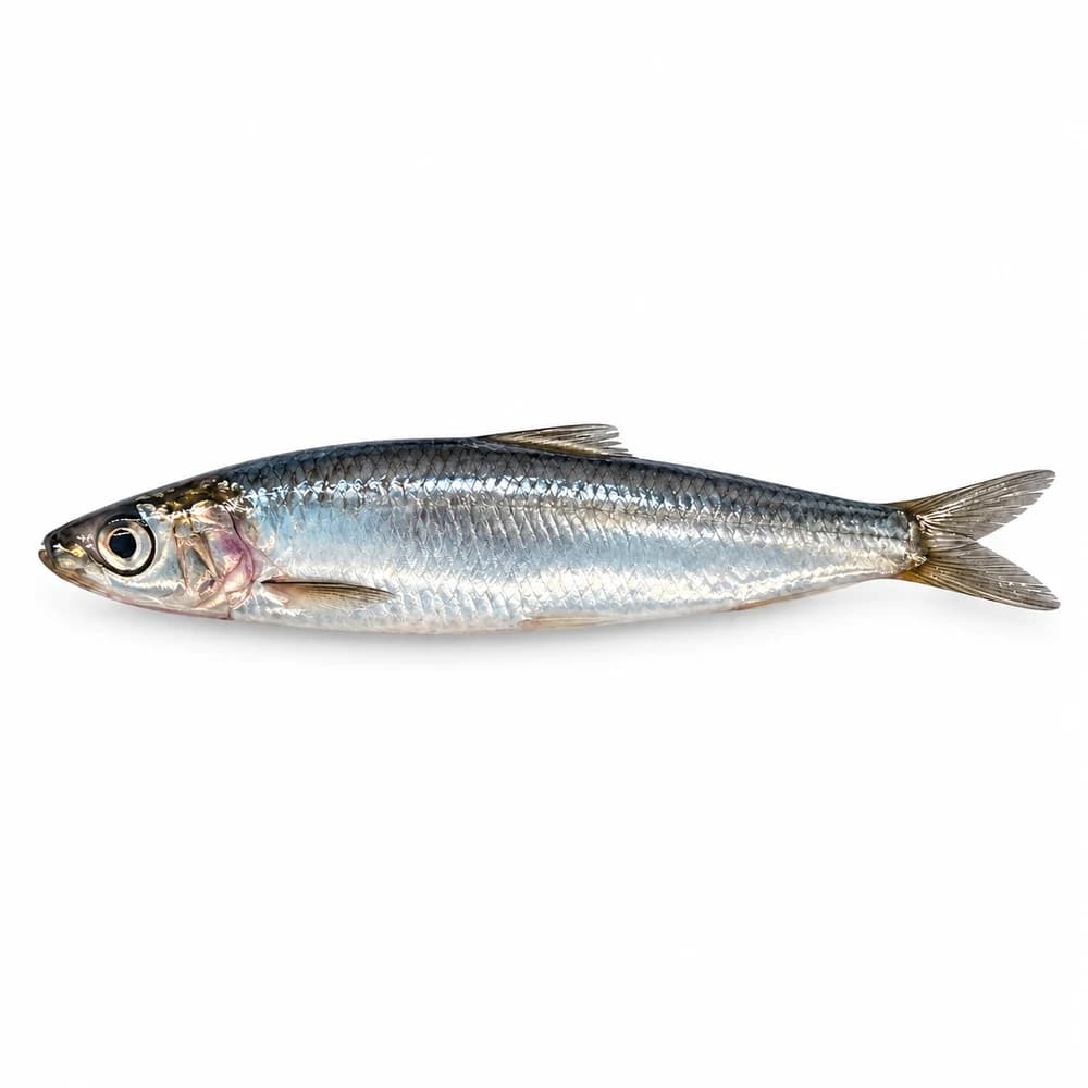 Fresh Sardines