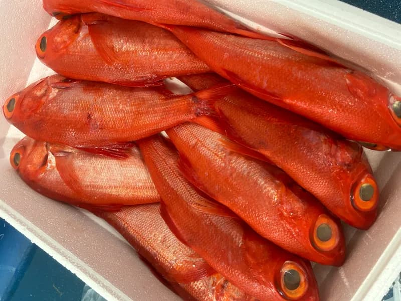 Alfonsino Whole 2