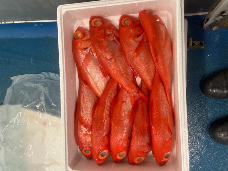 Alfonsino Whole 3