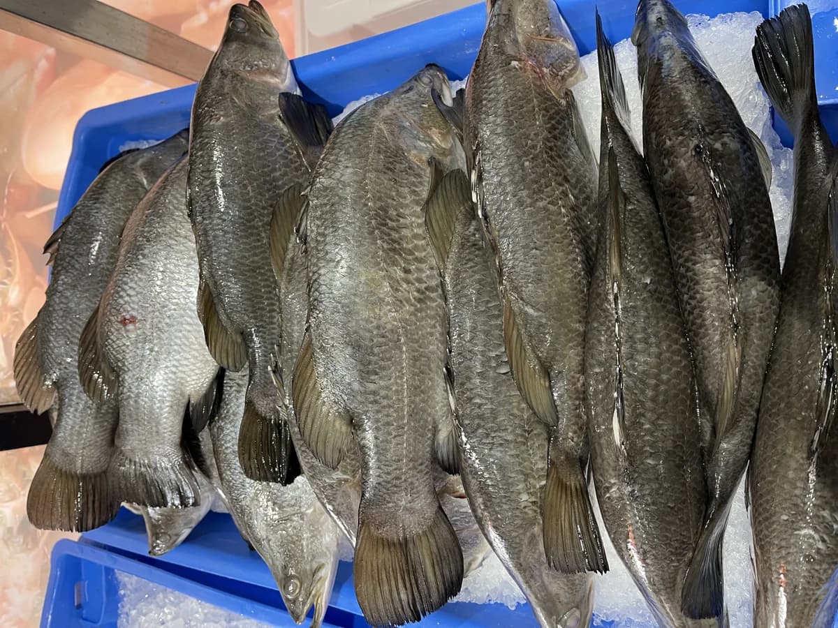 Baby Barra Whole 950g-1.2kg 2