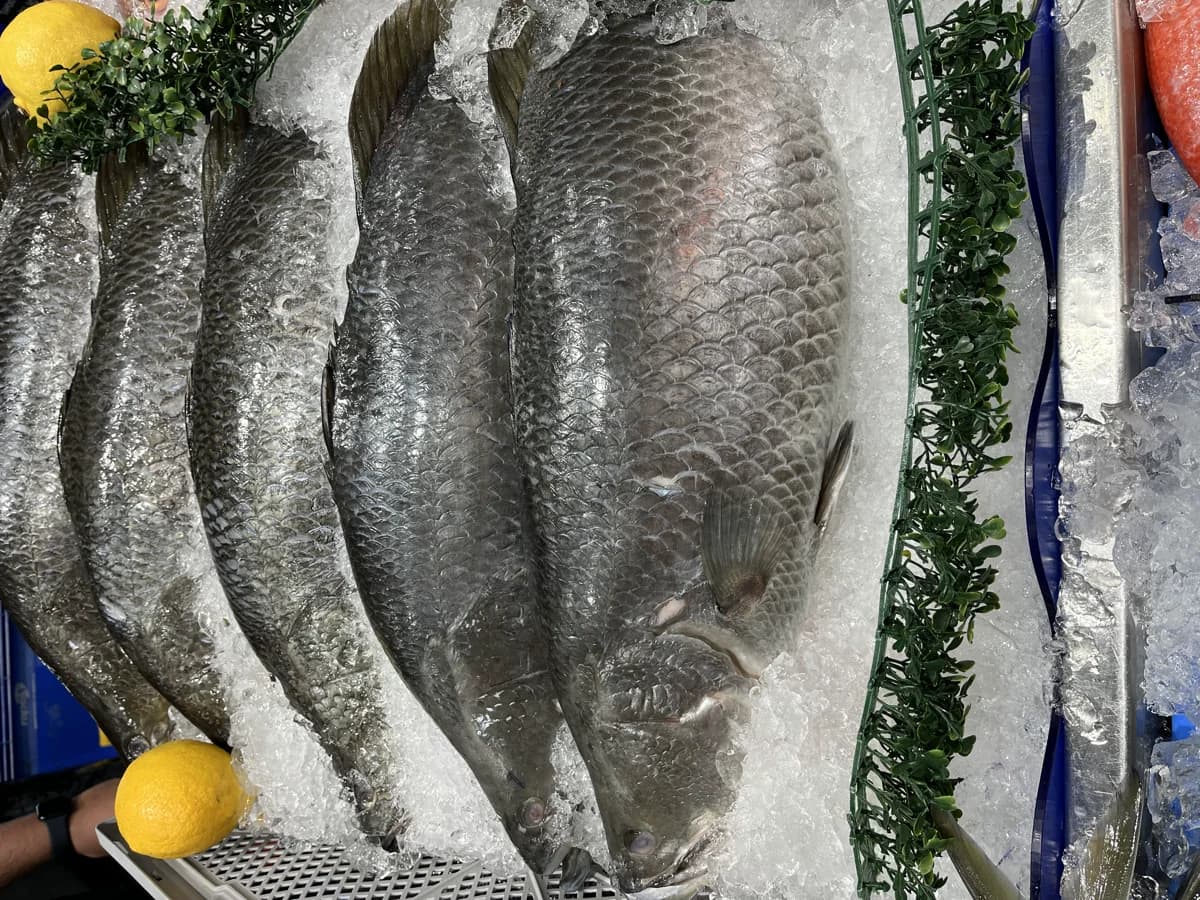 QLD Barramundi Whole  2