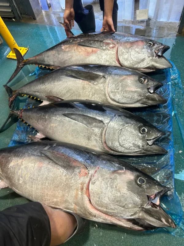 Big Eye Tuna 2