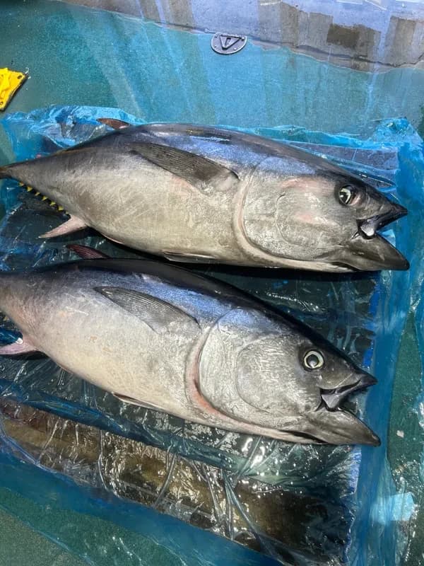 Big Eye Tuna