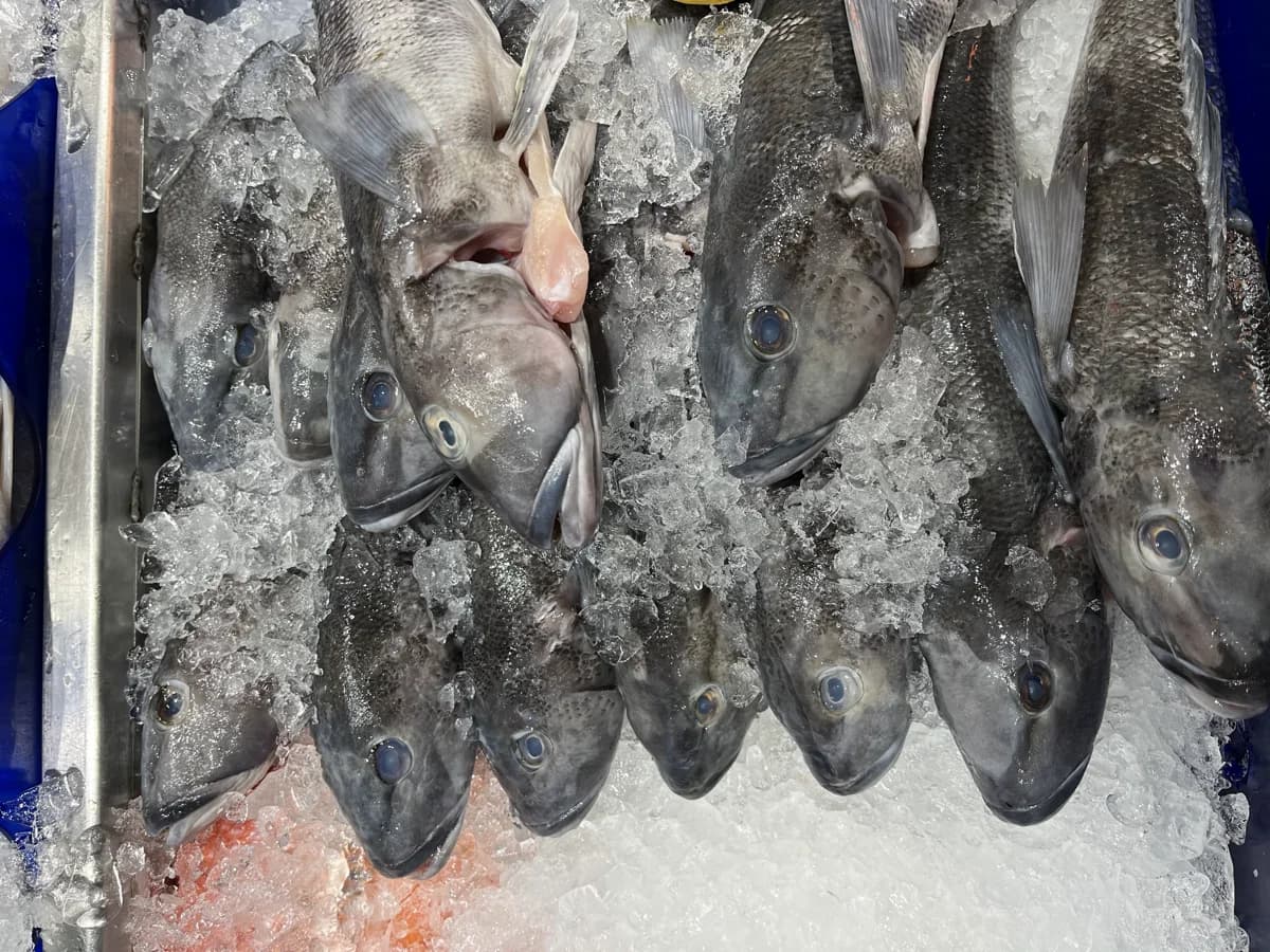 Blue Cod 2