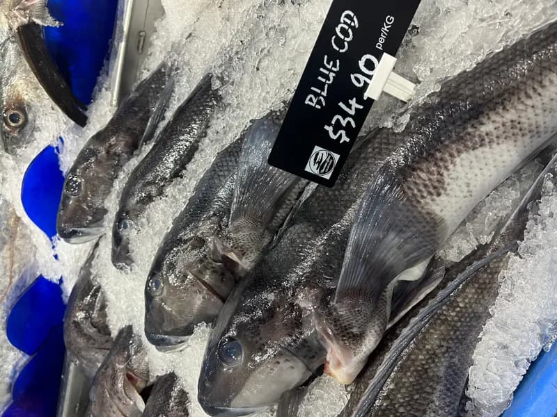 Blue Cod