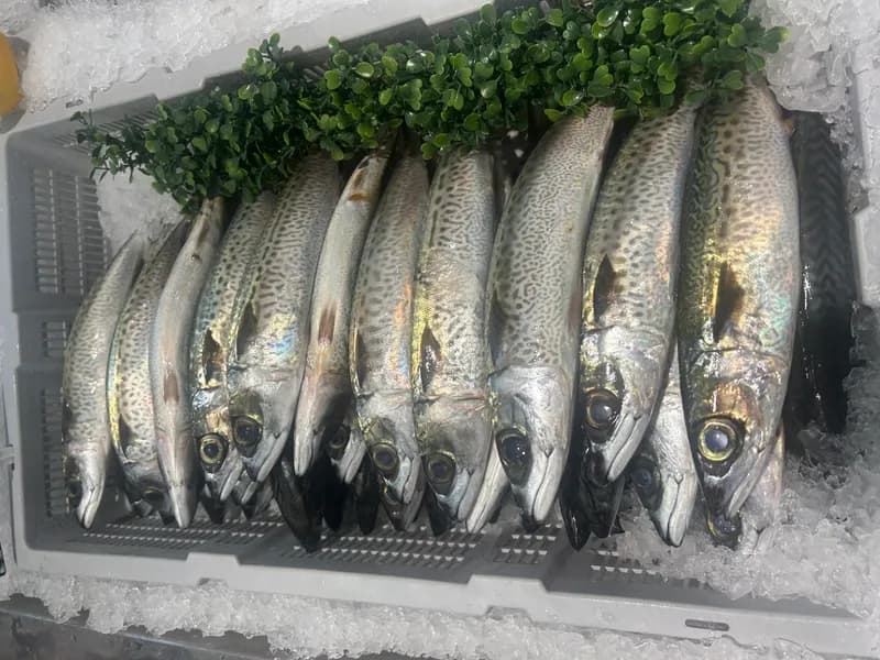 Blue Mackerel Whole