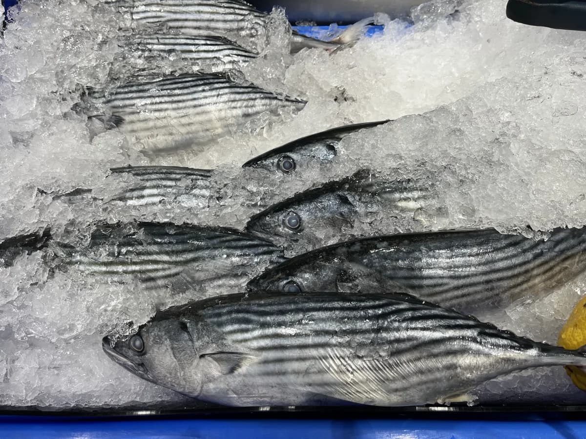 Bonito Whole 850g-1kg 2