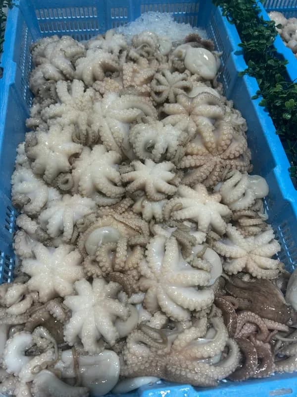 Cleaned Octopus
