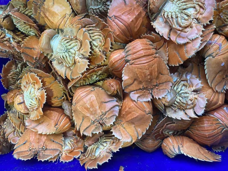 Cooked Balmain Bugs 100g-200g 2