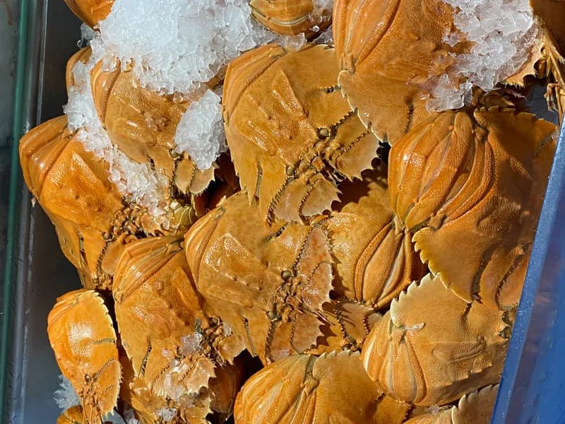 Cooked Balmain Bugs 100g-200g