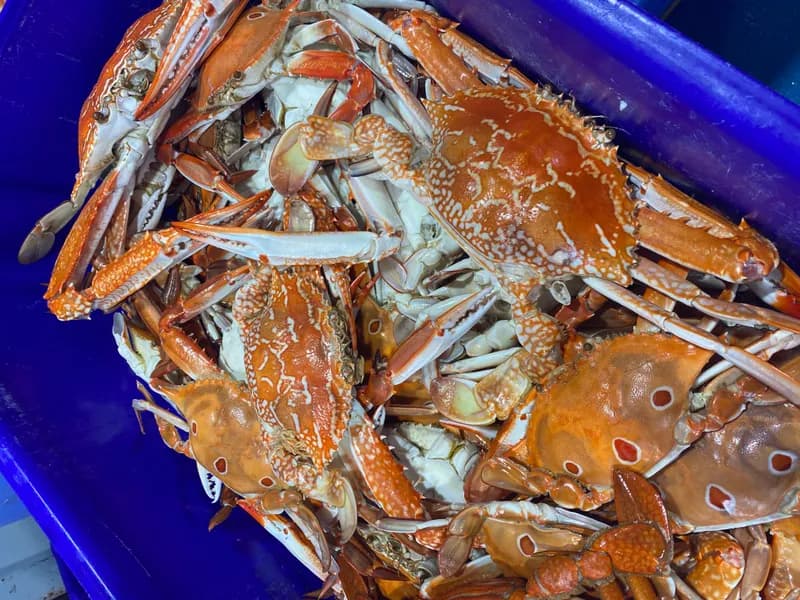 Cooked Sand Crab