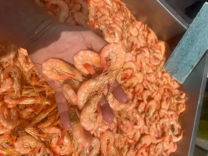 Cooked School Prawns