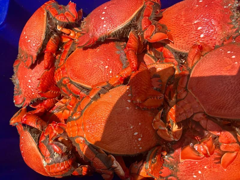 Cooked Local Spanner Crabs 2