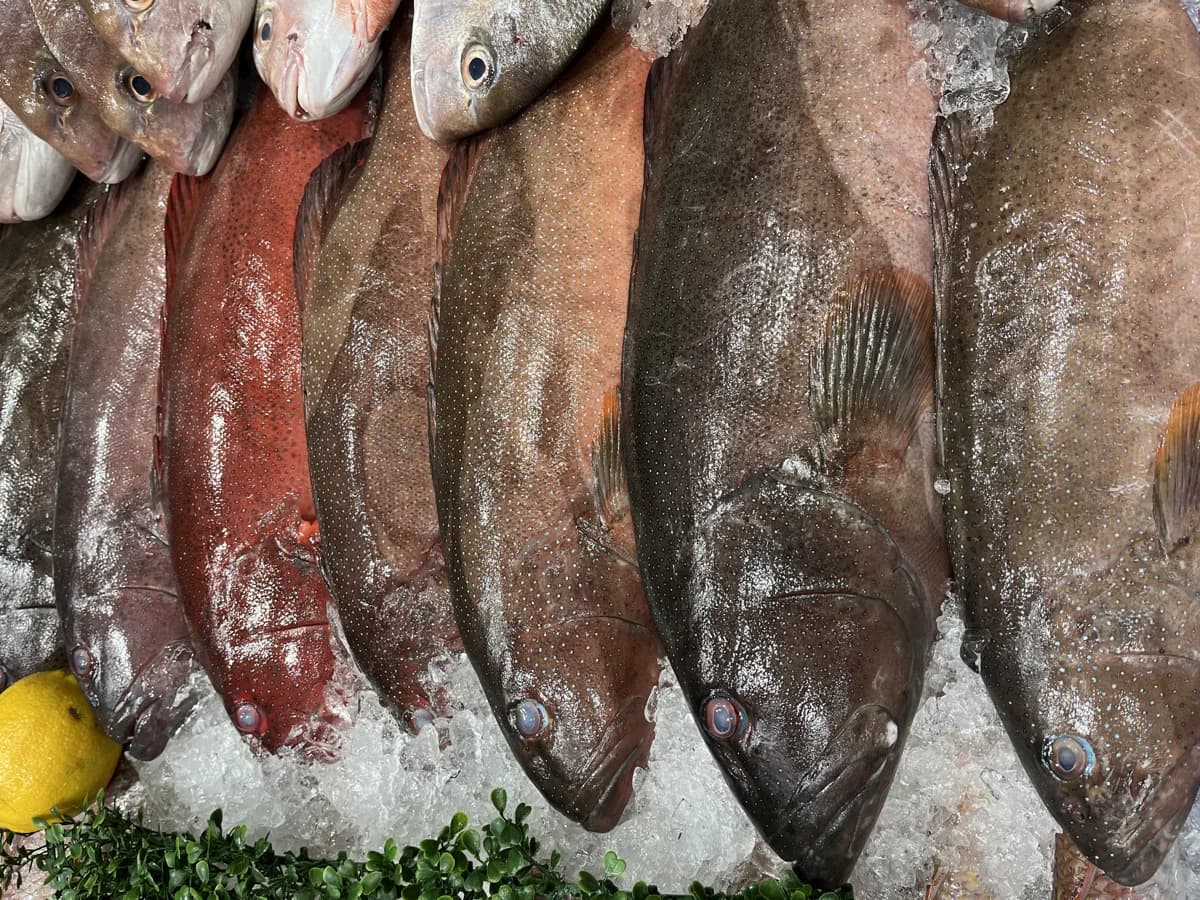 Coral Trout Whole  2