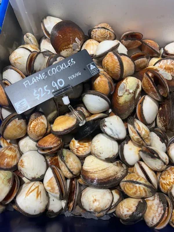 Flame Cockles