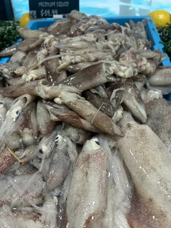 Fresh Local Squid
