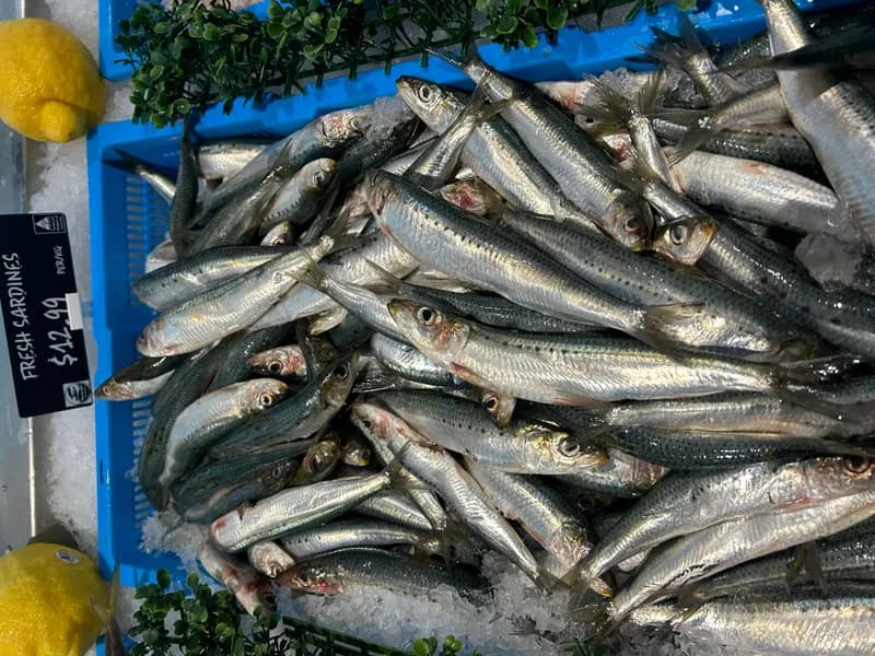 Fresh Sardines