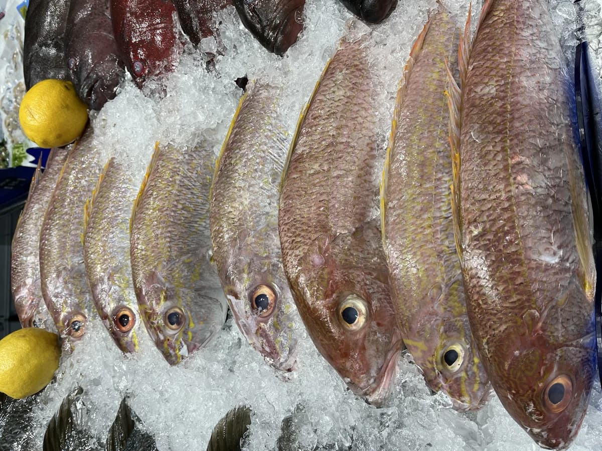 Gold Band Snapper Whole  2