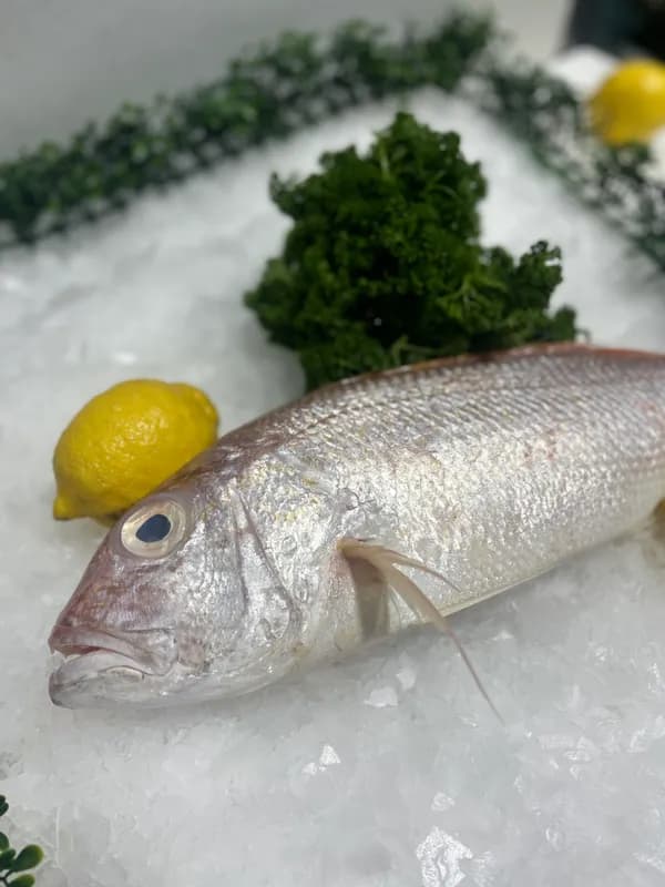 Gold Band Snapper Whole 