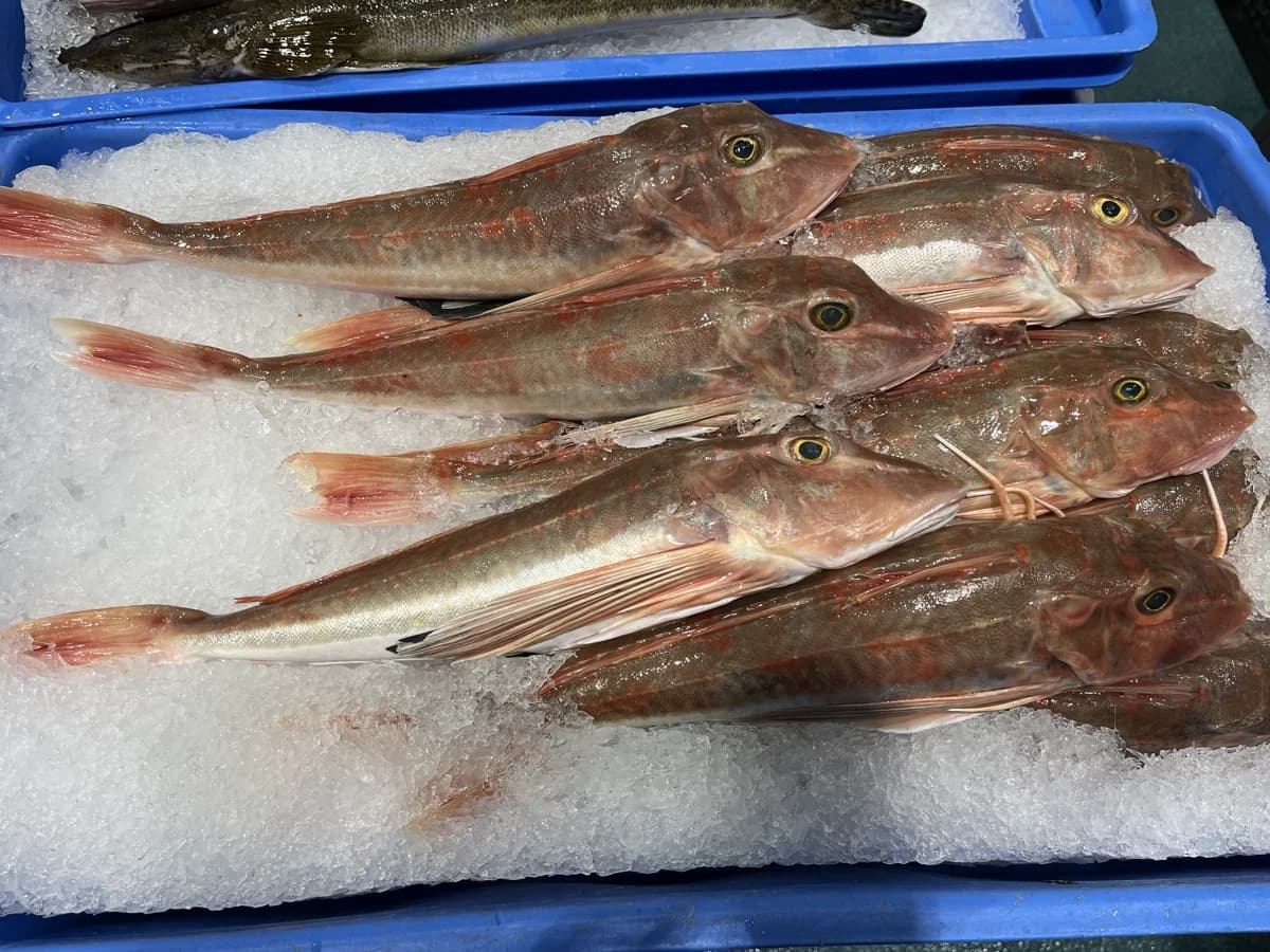 Gurnard Whole 1.2kg-1.6kg 2