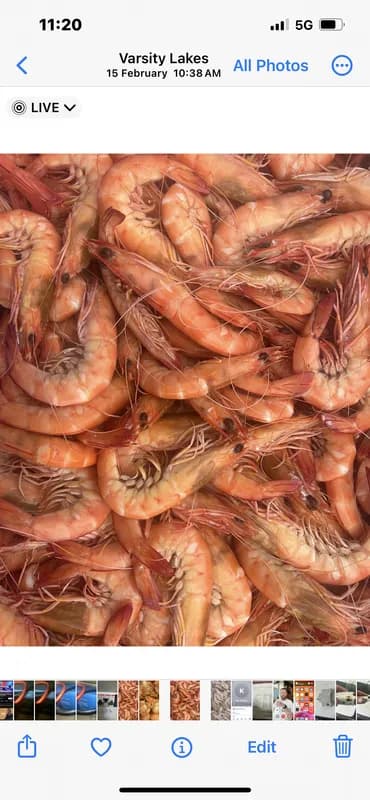 Jumbo Cooked King Prawns