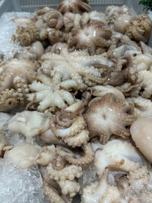 Large Octopus