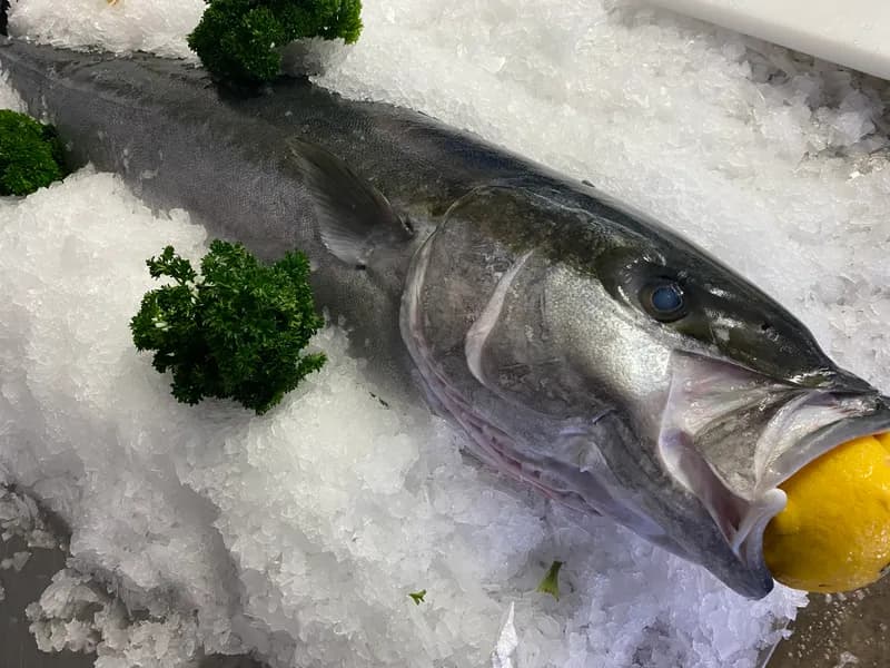 Kingfish