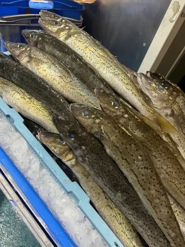 King George Whiting Whole