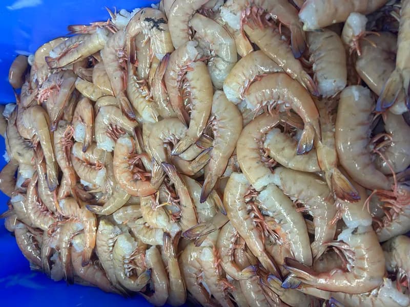 Large Headless King Prawn