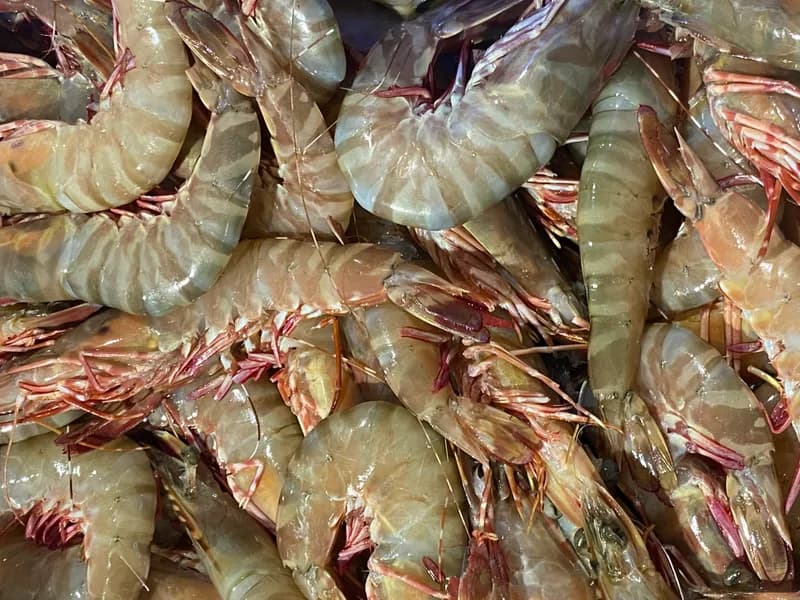 Large Raw NQ Tiger Prawn 2