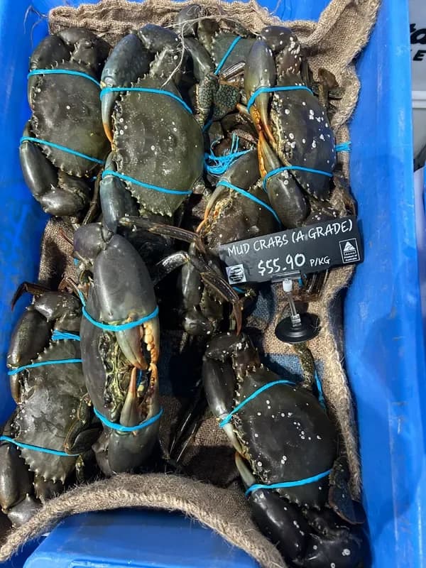 Live Mud Crabs