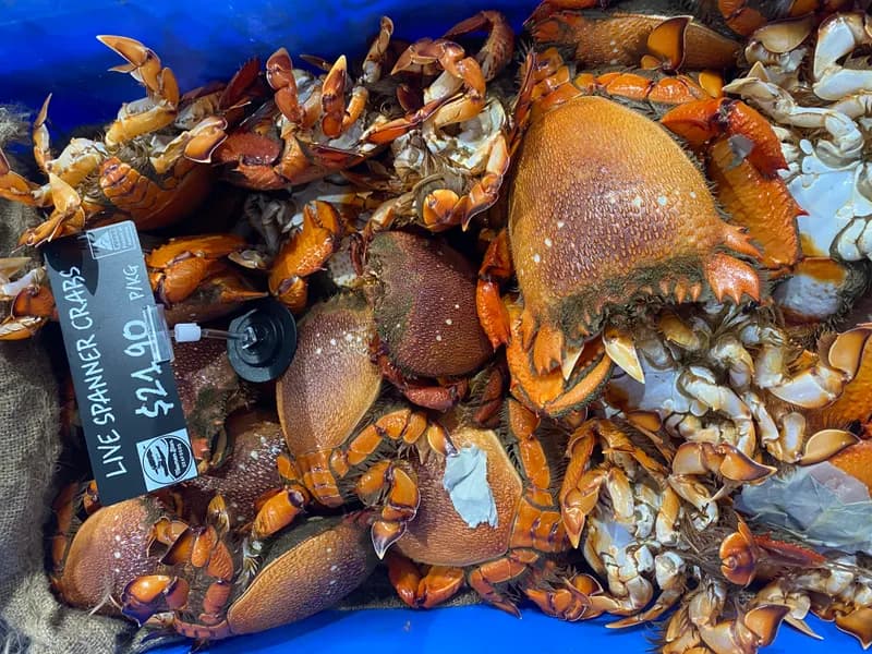 Live Spanner Crabs