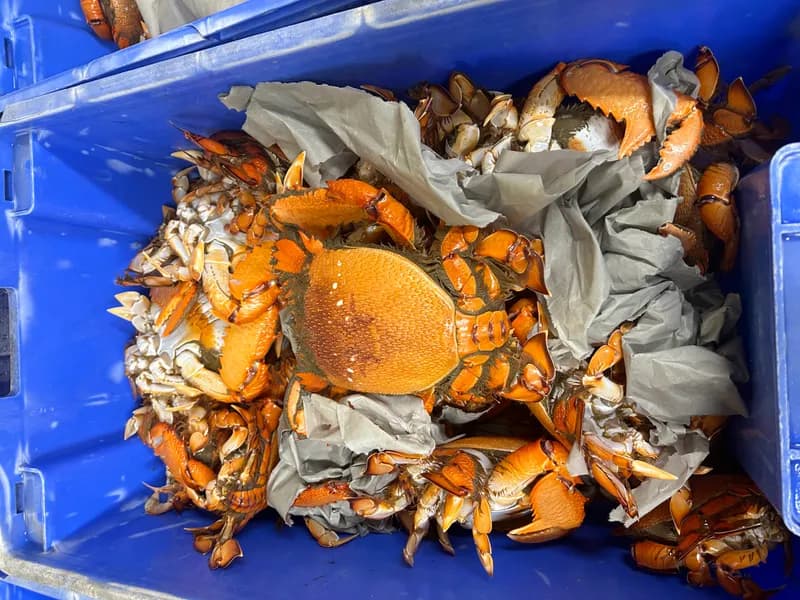 Live Spanner Crabs 2