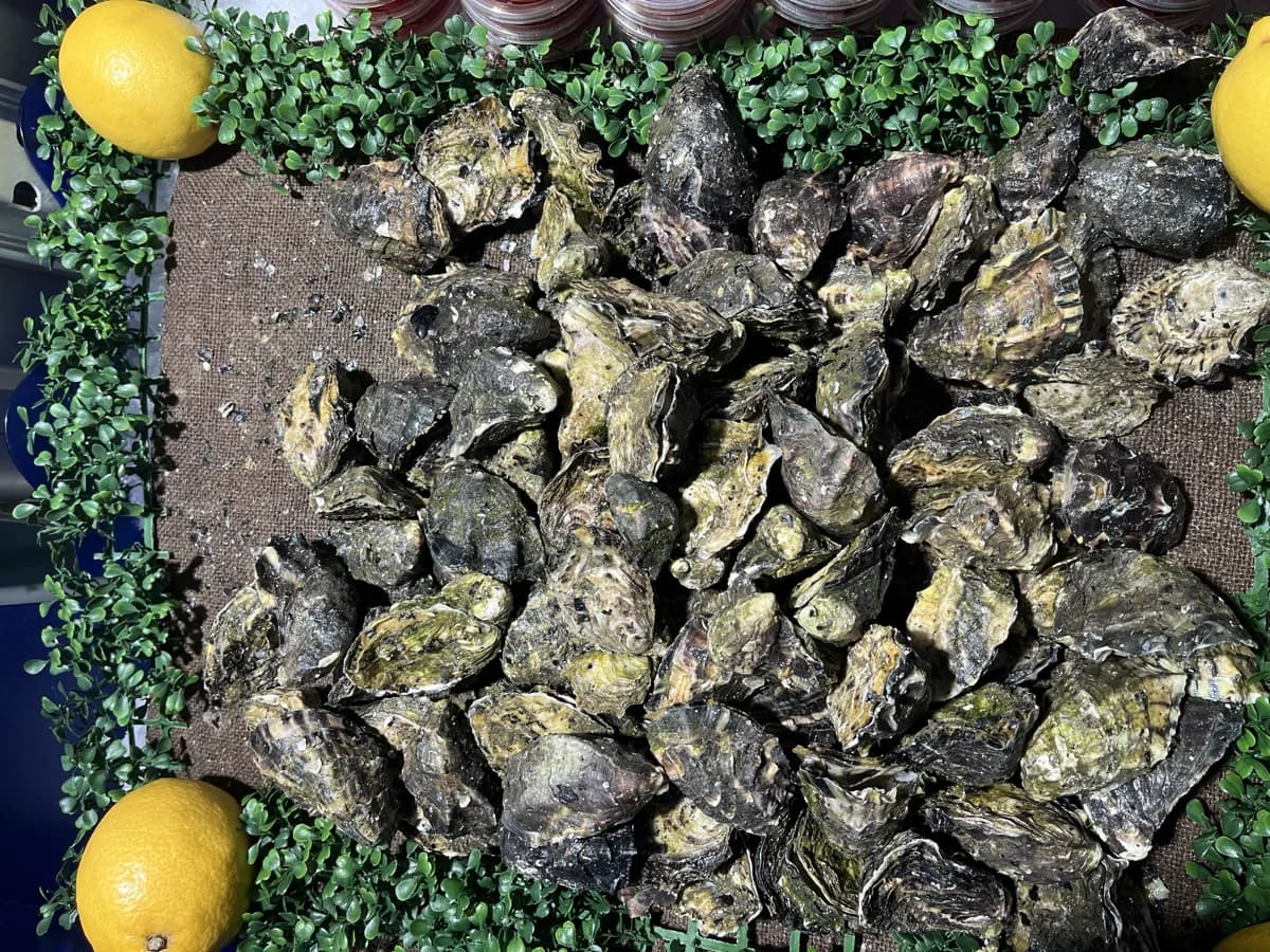 Live Unshucked Oysters 2