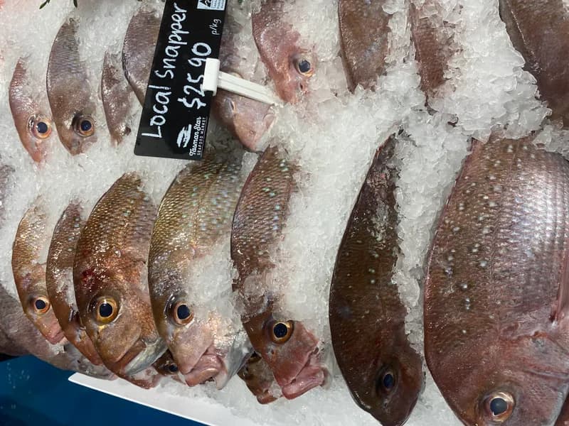 Local Snapper 3