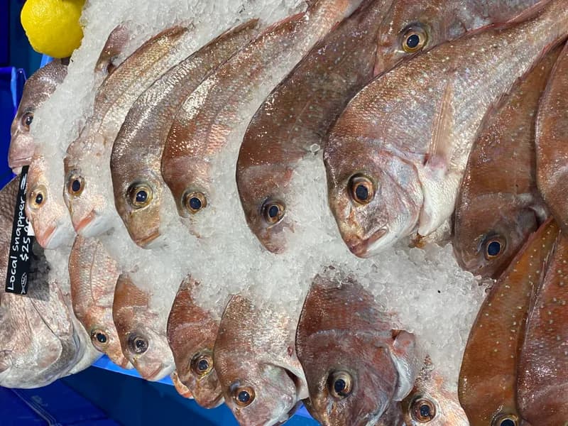 Local Snapper 2