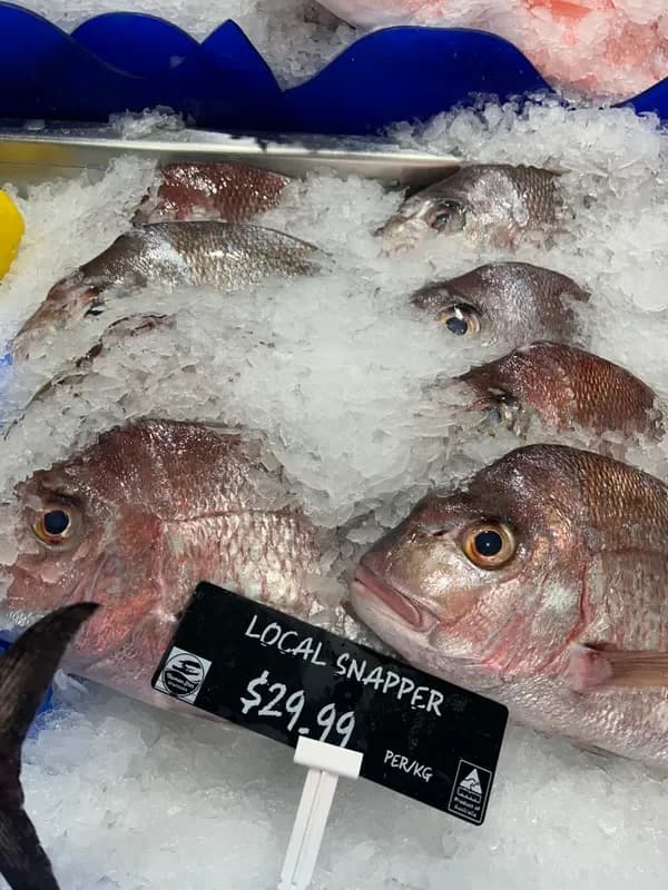 Local Snapper