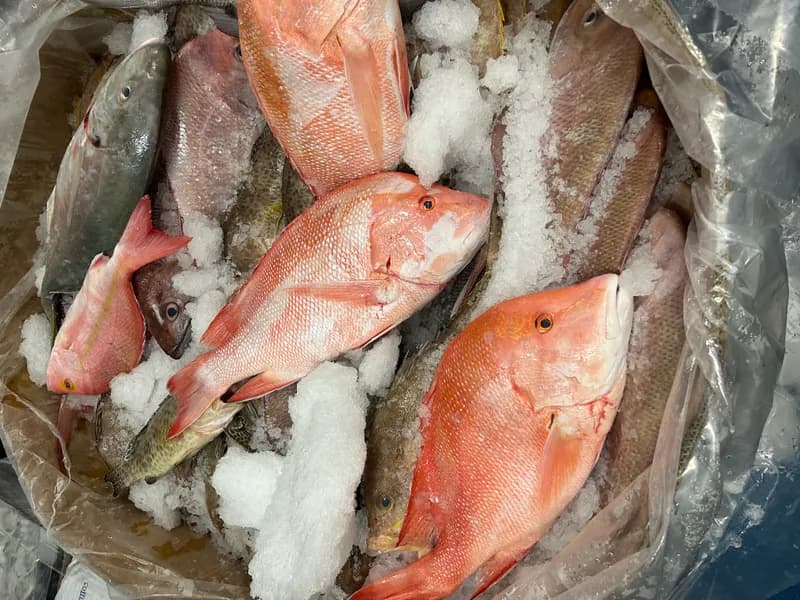 Mixed Bin Reef Fish