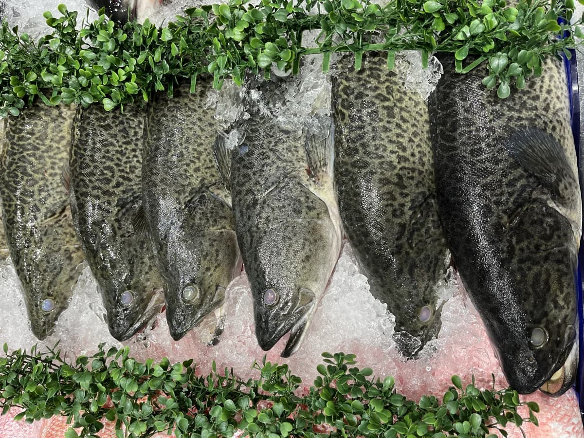 Murray Cod Whole 1.8kg-2kg 2