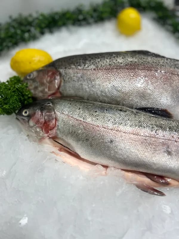 Ocean Trout Whole