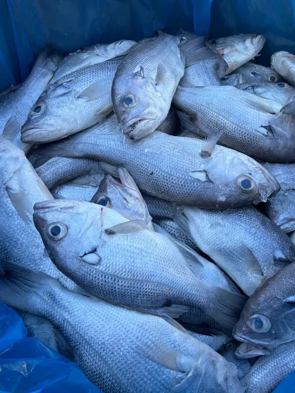 Pearl Perch Bin
