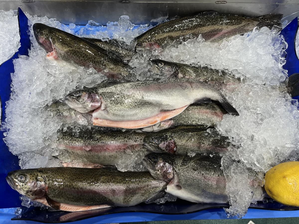 Rainbow Trout Whole 2