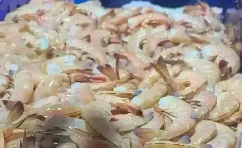 Raw Headless King Prawn NSW