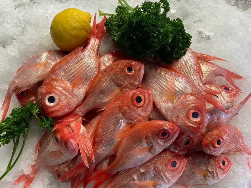 Red Fish Small
