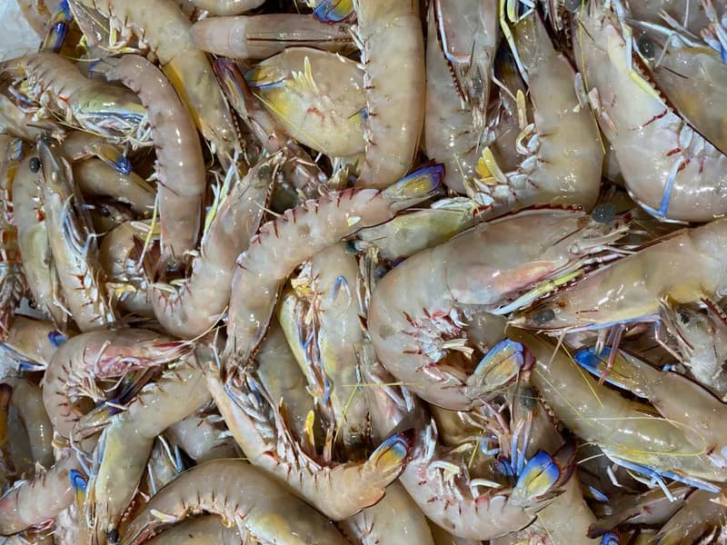 Red Spot King Prawn Raw