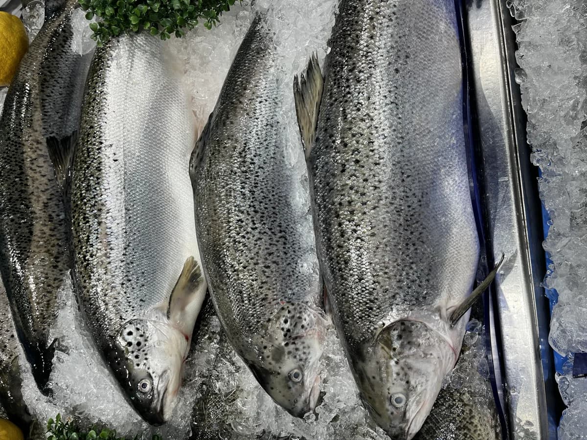 King Ora Salmon Whole 2