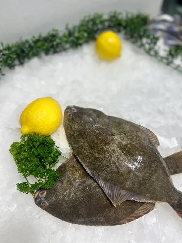 Sand Flounder NZ