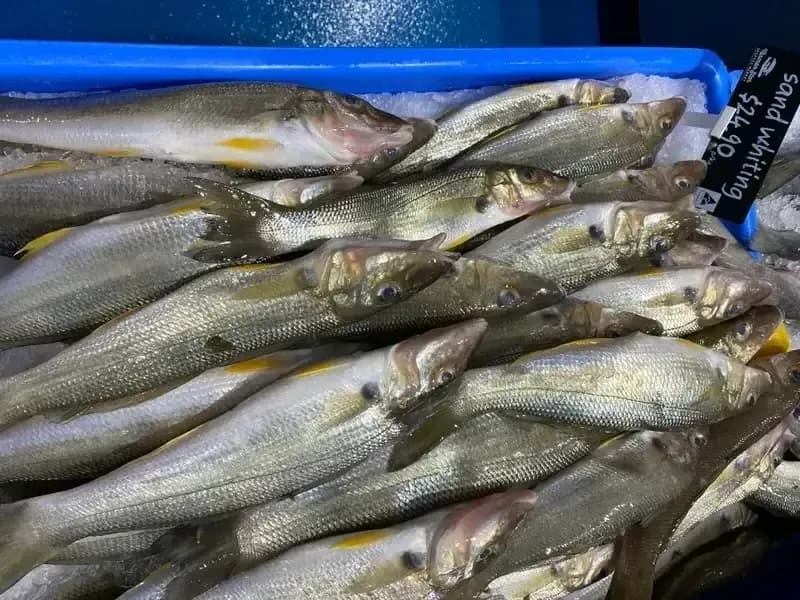 Sand Whiting Whole