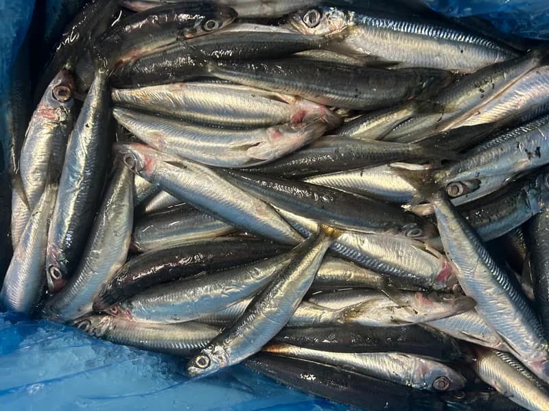 Fresh Sardines 2